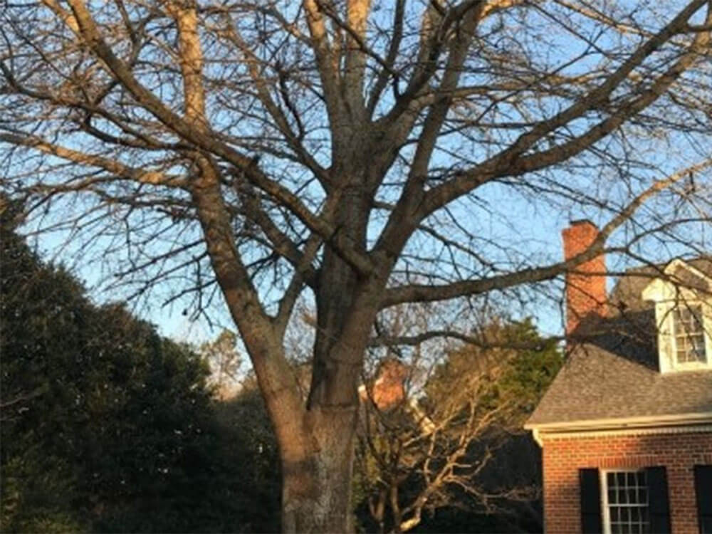 Tree Trimming, Hampstead, NC