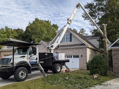 Tree Removal in Castle Hayne, North Carolina