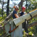 Commercial Tree Removal in Hampstead, North Carolina