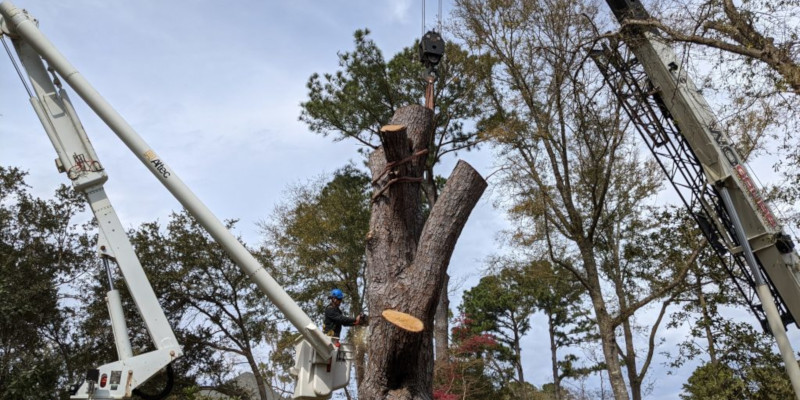 Commercial Tree Removal in Surf City, North Carolina
