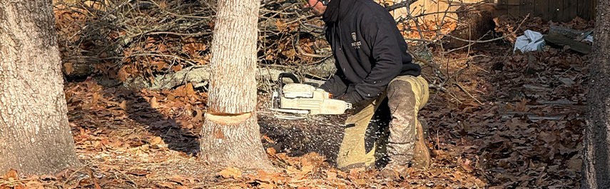 Tree Expert Services