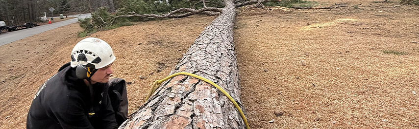 Stump Grinding Services