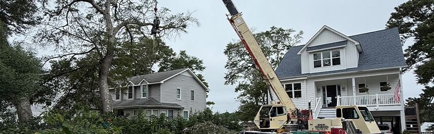 Tree Pruning Services