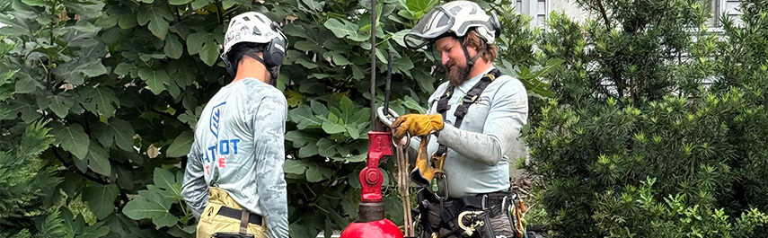 Tree Removal Services