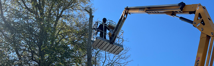 Tree Trimming Services